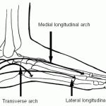 arches-of-foot-diagram