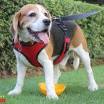 Duke models Easy dog leash and body harness by Bow and Wow best suited for an easy run around the park.