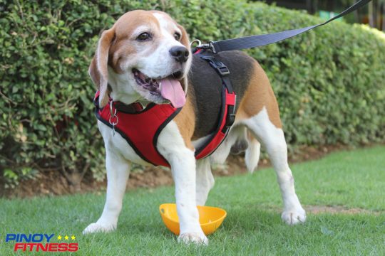Duke models Easy dog leash and body harness by Bow and Wow best suited for an easy run around the park.