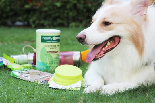 Puff chills with his favorite Bow and wow portable bowl which can shrink and expand at will