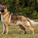 German-Shepherd-dogs-animal