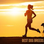best-dog-breeds-for-runners-2018-fb