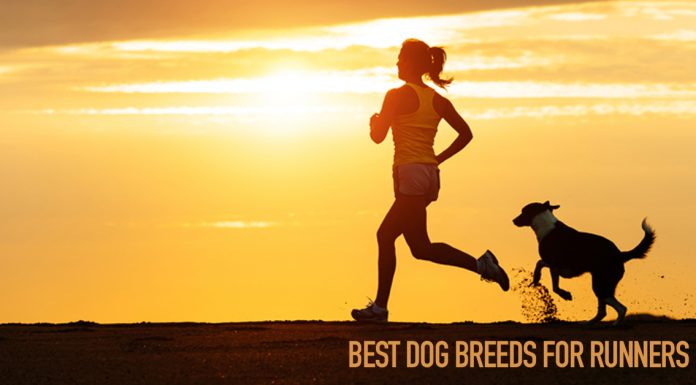 4 Best Dog Breeds For Runners