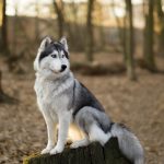 siberian-husky-woods-shutterstock_558432511