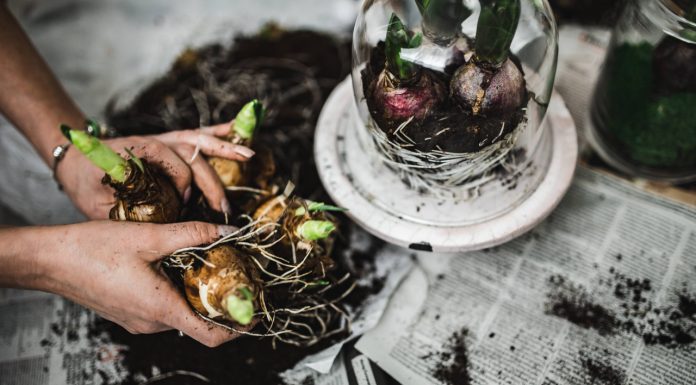 Go organic, save money: Grow your own vegetables at home